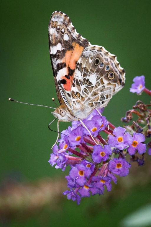 Painted Lady